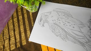 Simple Eagle 🦅 Drawing  Outline Sketch for Beginners [upl. by Klehm]