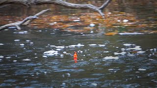 Fall Steelhead Bobber Downs Great Lakes Tributaries November 2021 [upl. by Noseimaj]