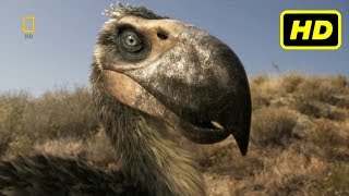 Depredadores Prehistóricos 2007  2009 quotLas Aves del Terrorquot National Geographic HD [upl. by Osyth]