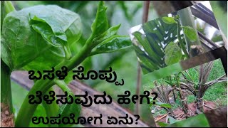 ಬಸಳೆ ಸೊಪ್ಪು  ಬಸಳೆ ಸೊಪ್ಪು ಬೆಳೆಸುವುದು ಹೇಗೆ  spinach  Health benefits of spinach [upl. by Hux]