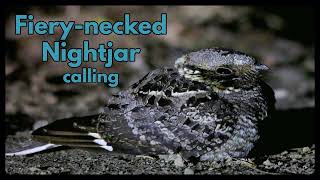 FIERYNECKED NIGHTJAR calling  the iconic sound of the African nights [upl. by Ecnarwal]