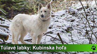 Túlavé labky Kubínska hoľa Minčol [upl. by Kcirddor388]