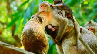 Monkey amp Primates What Happen Carry 2Babies So Lovely Baby Monkey Baby Monkey New Version Nature [upl. by Helbon]