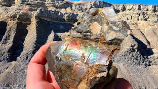 AMMOLITE Iridescence amp Crystals Baculites Rockhounding [upl. by Joan]