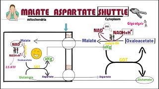 MALATE ASPARTATE SHUTTL [upl. by Kirstin]