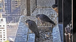 367 Collins St Falcons Chicks Bounce Hither amp Yon 🪀 Day Before Two Fledge 🚀 2024 Nov 13 [upl. by Geoffry537]