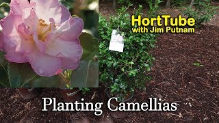 Planting Some New Camellias  Fall Flowering Evergreen Shrubs [upl. by Walliw]