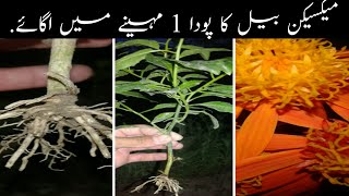 How to grow mexican flam vine from cutting in one month\\ my home garden [upl. by Castra12]