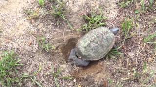 Turtle laying eggs and the cute hatchlings [upl. by Asirret]