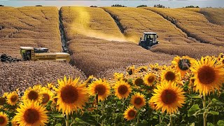 Cosecha de MILLONES de toneladas de semillas de GIRASOL para PRODUCIR aceite de girasol [upl. by Ahsiekit]