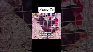 Honey Yu  Blk Boston Roundhead chicken manok [upl. by Imak260]