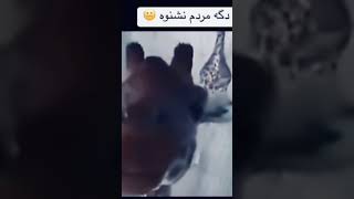 Najib brot baraye o kon 🤣😂🦒 viralvideo viralshorts fypシ゚viral funnyclips najibboto funny [upl. by Eixor]