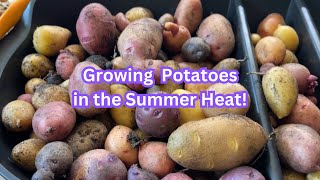 GROWING and HARVESTING Potatoes Late in The Summer It Can Be Done [upl. by Robinia]