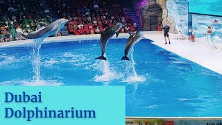 Dubai Dolphinarium  One of the most fascinating indoor attractions in UAE [upl. by Maynard265]