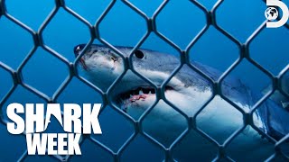 Most Thrilling Moments from Shark Week 2023  Discovery [upl. by Ahsemak]