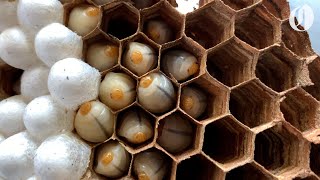 Asian giant hornet nest destroyed in Washington [upl. by Geraud716]