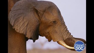 What is Loxodonta africana This is why it is unique on Planet Earth FULL DOCUMENTARY [upl. by Flan]