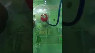 Red mosko guppy breeding time 🤪 guppyfishtank [upl. by Paapanen286]