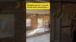 Budgies parrot 🦜 ko new pet house main chhod diya😍 petlover pigeon kabutar budgies parrot [upl. by Rochemont]