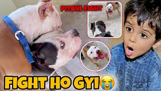 Gandhi Ke Sath Ghar Aate Hi Ho Gyi Rocky Ki Ladai😱 Baap Vs Beta Pitbull Fight [upl. by Ogram]