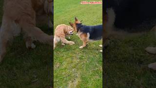 Which one is the Brainiest German Shepherd or Golden Retriever goldenretriever germanshepherd [upl. by Robma]