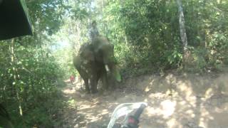 A huge working elephant hauling logs near Laytongku village Umphang Province Thailand [upl. by Xyla]