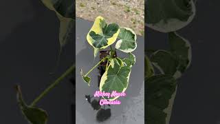 Is Magical Mickey Mouse Colocasia the Most LowMaintenance Plant Ever [upl. by Onileva]