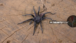 You wont believe what color tarantula has been discovered in Mozambique [upl. by Ivers]