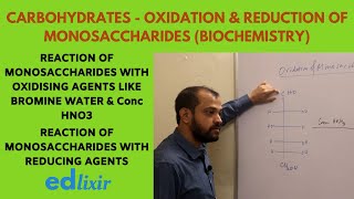 CARBOHYDRATES  OXIDATION amp REDUCTION OF MONOSACCHARIDES BIOCHEMISTRY [upl. by Kirit851]