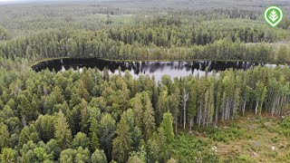 Puun pituudelta suojavyöhykettä  Metsälehti [upl. by Martguerita]