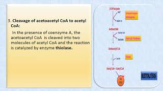 Ketolysis [upl. by Attirb]
