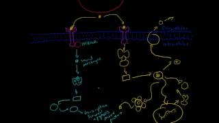 Overview of Major Cell Signalling Pathways [upl. by Neidhardt]