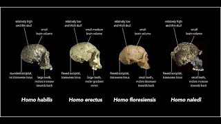 What is Paleoanthropology [upl. by Raymond]