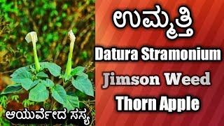 ಉಮ್ಮತ್ತಿ Datura Stramonium Jimson Weed Thorn Apple [upl. by Delfine]