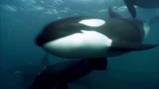 Blackfish  the Guardian Film Show review [upl. by Babs]