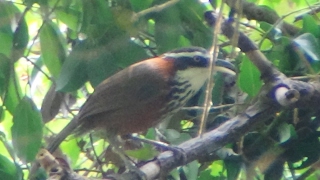 Streak breasted Scimitar Babbler [upl. by Hgielhsa685]