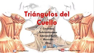 Anatomía  Triangulos del cuello Límites Contenido Suelo Importancia [upl. by Atik]