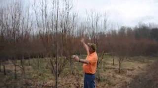 Dogwood Video  What we grow [upl. by Klaus]