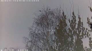 Wanney Corporation Night Vision Scope E50II Plus Shooting birds in Russia Part 12 [upl. by Patrich]