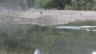 Leatherback Turtle trapped in river Grande Riviere Trinidad [upl. by Aihseuqal]