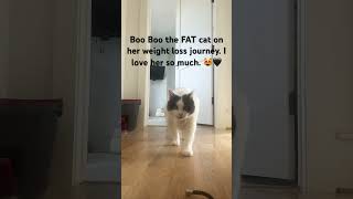 Fat cat Diet cat Weight loss for cats Arthritis in cats Solensia shots booboo domesticcat [upl. by Adnwahsal]