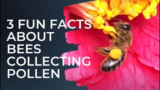 3 fun facts about bees collecting pollen for kids [upl. by Aicilyhp]