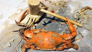 BLUE CRABS How to catch crabs  How to cook and eat crabs [upl. by Mailliwnhoj106]