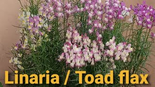 How to grow and care Linaria Toad flax  baby snapdragon [upl. by Zerline]