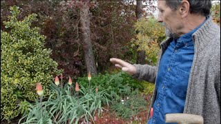 Kniphofia Caulescens A red hot poker with great flowers AND great foliage [upl. by Devitt]