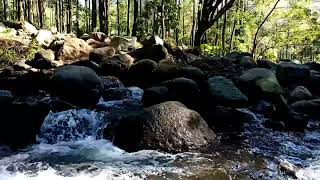 Gentle river sounds with Birds chirping majestic forest sounds pleases and pampers the soul [upl. by Ordnajela]