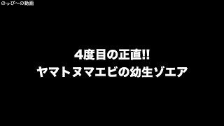 4度目の正直 ヤマトヌマエビの幼生ゾエア [upl. by Rochette]