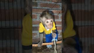 MONKEY MOLY MAKAN MIE INSTAN INDOMIE REBUS shorts monkey monkeys monyet monyetlucu monkeymoly [upl. by Nerok]