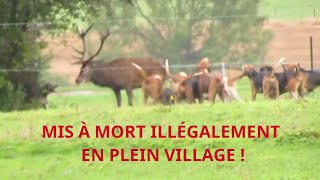 MISE À MORT ILLÉGALE DUN CERF EN AGGLOMÉRATION NORMANDE [upl. by Enirroc]