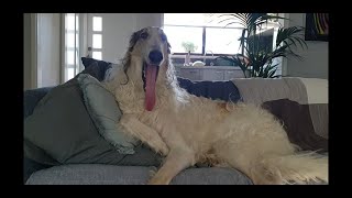 Borzoi dog  little chat [upl. by Elleined211]